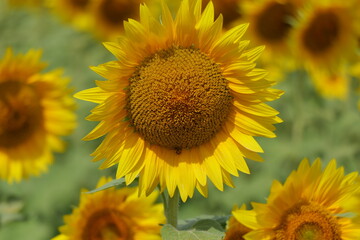 Beautiful Sunflowers on a Hot Sunny Afternoon