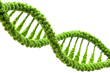 Green dna molecule isolated on transparent background, a symbolic representation of genetic code, biology, and scientific research in health and medicine