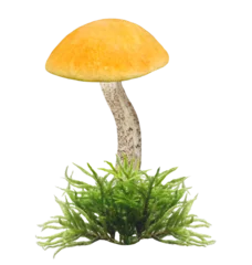 Edible mushroom with orange capped isolated on transparent background. Leccinum aurantiacum mushroom © Nitr