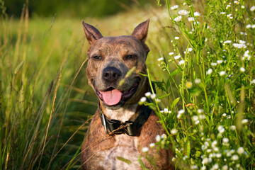 A Staffordshire Terrier dog in a field in the grass in summer. Portrait