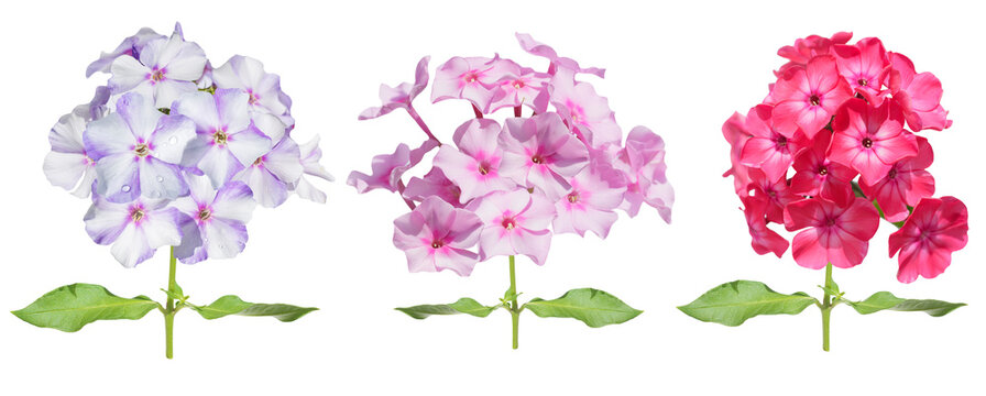 set of colorful phlox flowers isolated on transparent background