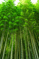 Fototapeta premium Bamboo forest in the park, Batumi