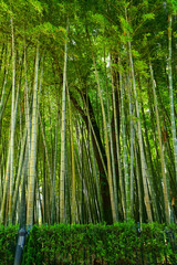 Fototapeta premium Bamboo forest in the park, Batumi