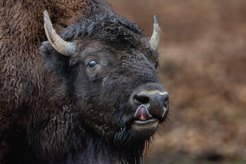 Fototapeta premium Cold Bison Licks his Nose