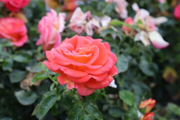 pink roses in garden
