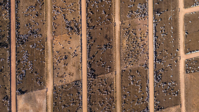 Aerial view of thousands of cattle grazing on farm in intensive confinement livestock feedlot system for meat production in the Amazon, Mato Grosso, Brazil. Concept of agriculture, environment, CO2.