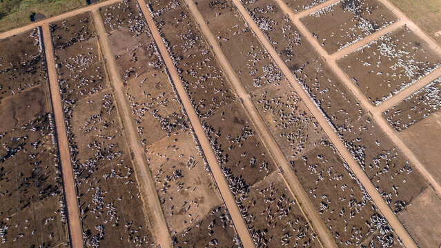 Aerial view of thousands of cattle grazing on farm in intensive confinement livestock feedlot system for meat production in the Amazon, Mato Grosso, Brazil. Concept of agriculture, environment, CO2.