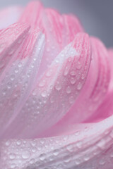 Close-up Smoke selective soft focus cream pink Flower petal with water drops. Natural blur neutral background.