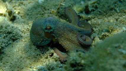 Common octopus (Octopus vulgaris) hunting, Aegean Sea, Greece, Halkidiki, Pirgos beach