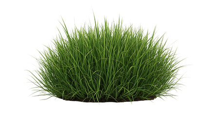 Lush green grass bush isolated on transparent background