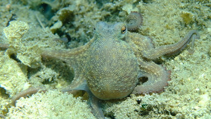 Common octopus (Octopus vulgaris) hunting, Aegean Sea, Greece, Halkidiki, Pirgos beach