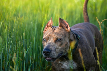 American Staffordshire terrier in grass close up in summer