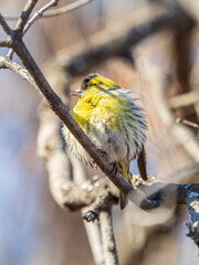 Eurasian siskin male, latin name spinus spinus, sitting on branch of tree. Cute little yellow songbird.