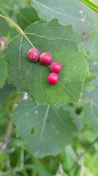 Aspen leaf galls caused by the nutcracker insect Pemphigus populitransversus gall wasps