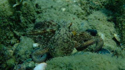 Common octopus (Octopus vulgaris) hunting, Aegean Sea, Greece, Halkidiki, Pirgos beach