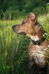 A Staffordshire Terrier dog in a field in the grass in summer. Portrait