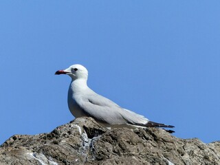 Close-up of a seagull standing on a barren gray rock with a steel-blue sky in the background