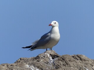 Close-up of a seagull standing on a barren gray rock with a steel-blue sky in the background