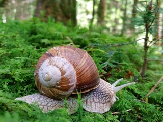 Close-up of a snail with its shell slowly crowling across fresh green moss in the dense forest