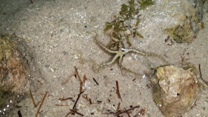 ants on the ground