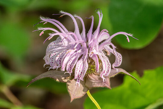 horsemint flower