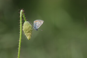 butterfly on a poppy flower 