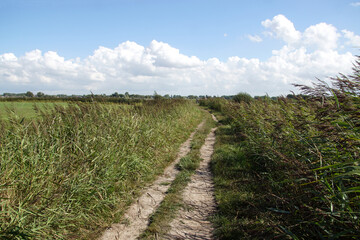 Obraz premium Meadows, unpaved path, flowering reeds, horizon. Saenegheest polder nature reserve near the Ditch village of Bergen. September, Netherlands.