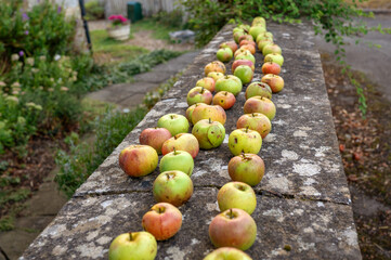 Long rows of apples laying out on a stone wall for storage and drying in a rural English village. High quality photo