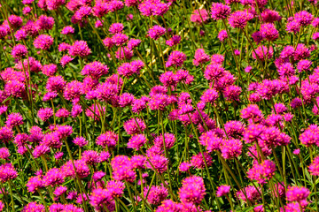 kwitnący na rózowo wiecznik kulisty, wiecznik kulisty odmiana 