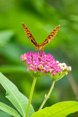 milkweed and butterfly