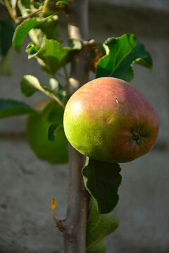 świeże jabłko dojrzewajace na gałezi, dojrzewające na drzewie w ogrodzie jabłko odmiany Ligol, czerwono-zielone jabłko, big apple ripening on a tree in the garden