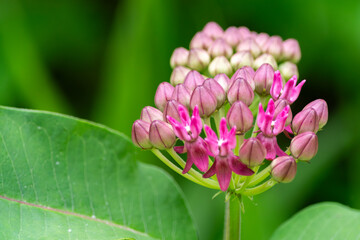 Offset Purple Milkweed
