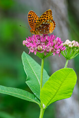 purple milkweed with butterfly