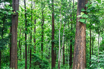 Obraz premium solid wood, teak tree plantation forest in kerala Nilambur, known as the Teak Town