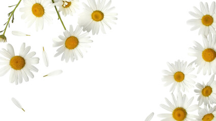 White daisy flowers with yellow centers isolated on transparent background