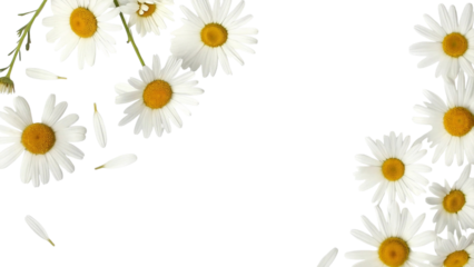 White daisy flowers with yellow centers isolated on transparent background