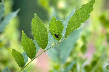 European weevil beetle (Liophloeus tessulatus)