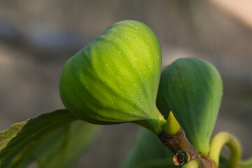 Artistic close up of fig on branch in Cyprus