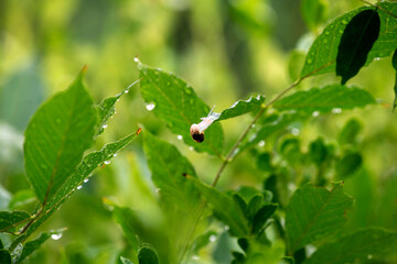 Garden Snail (Cornu aspersum) crawling on a plant