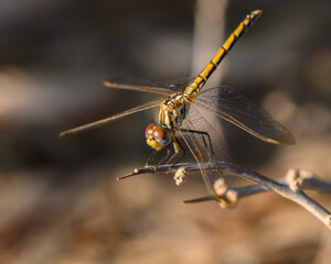 Dragonfly on Branch Against Sunset Sky