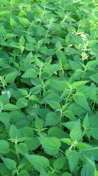 Stinging Nettles Swaying in the Wind &ndash; Natural Herbal Footage. 4k- resolution video clip showcasing a dense cluster of stinging nettles (Urtica dioica) gently moving in the breeze.