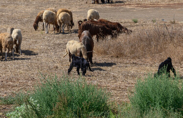 Herd of Goats and Sheep Grazing in Cyprus Countryside.