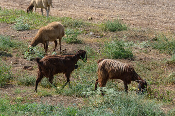 Cyprus Goats Grazing with Sheep in Meadow