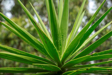 Yucca elephantipes ‘Spineless Yucca/Stick Yucca’ plant