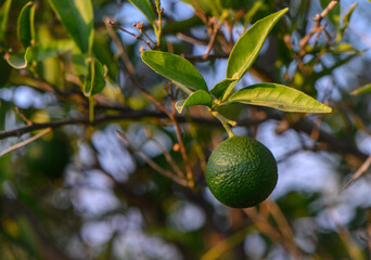 Citrus Tree with Green Oranges in Mediterranean Cyprus