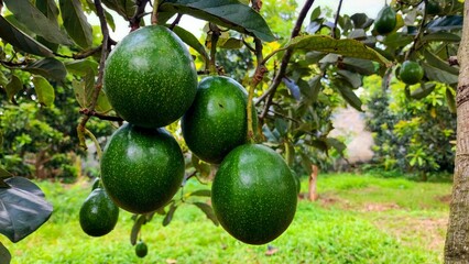 Several fresh green avocados hanging from a tree, with a blurred background. Suitable for illustrations on plantation, agriculture, health, and natural lifestyle themes.