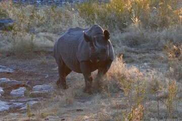 Spitzmaulnashorn (Diceros bicornis) am Wasserloch im Etoscha Nationalpark