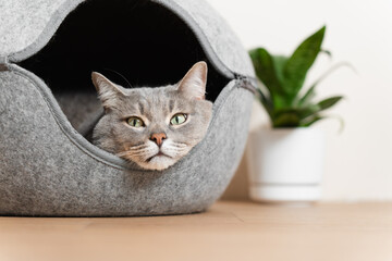 Gray cat resting inside a cozy felt pet house with a green plant in the background.