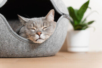 Gray cat sleeps inside a cozy felt pet house with a green plant in the background.