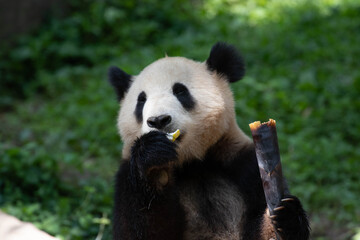 Obraz premium Close up panda eating bamboo shoot, Chengdu , China